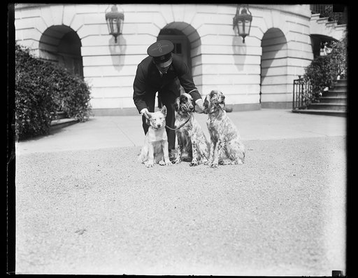 Pres. Hoover's dogs, 9/22/29 [White House, Washington, D.C.