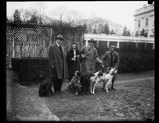 Champion hunting dogs shown to President Hoover. The champion hunting dogs of the country were brought to the White House today where they were shown to President Hoover, who is an ardent hunter and a lover of dogs. The dogs are Southboro Sunny, Delaware Kate, Herwitham J.P., and Englehurst Patches.