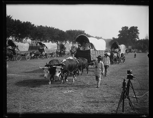 Oxen pulling covered wagons