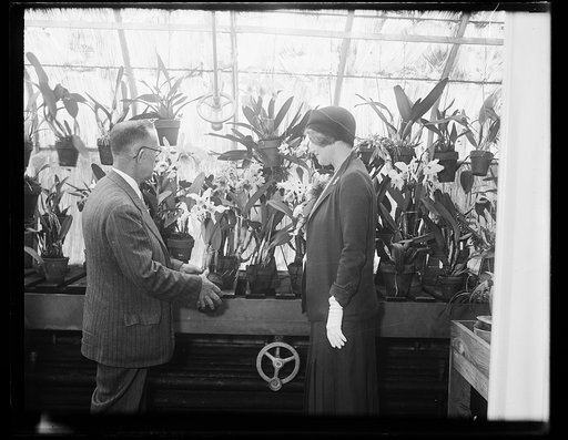 Man and woman with plants in greenhouse