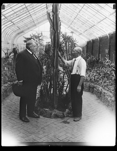 Cacti in greenhouse