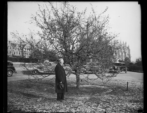 Tree near National Cathedral, Washington, D.C.