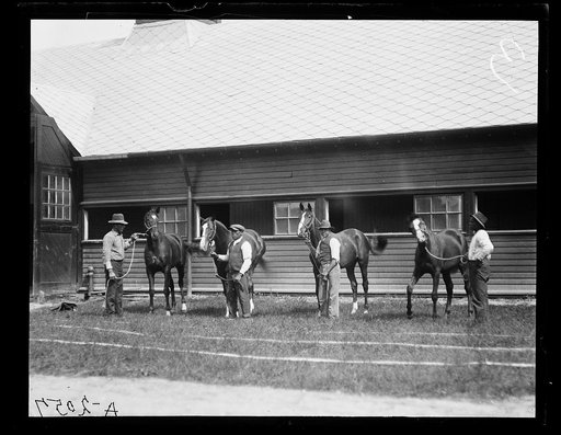 Horses