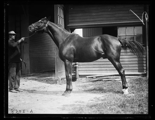 Horses
