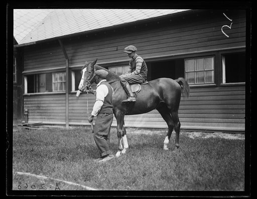 Horses