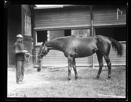 Horses