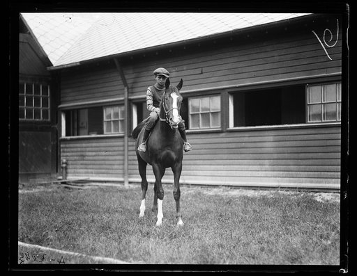 Horses