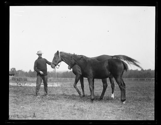 Horses