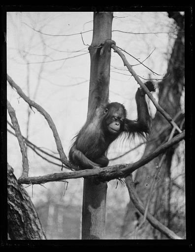 Zoo? ape