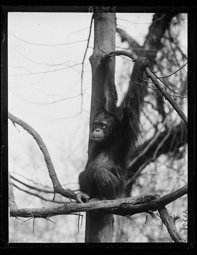 Zoo? ape