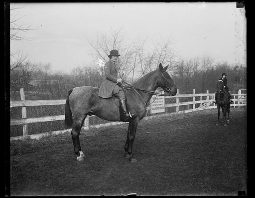 Horses