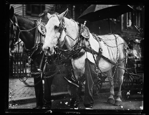 Horses