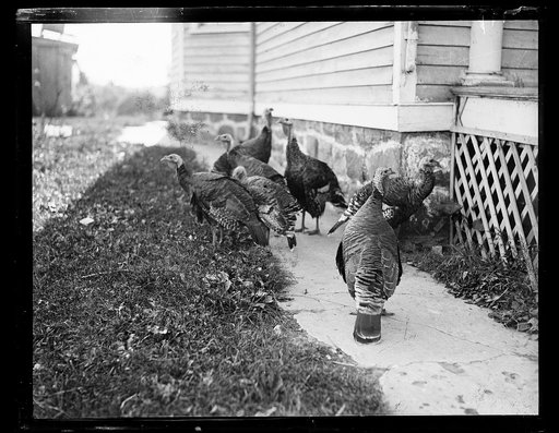Turkeys