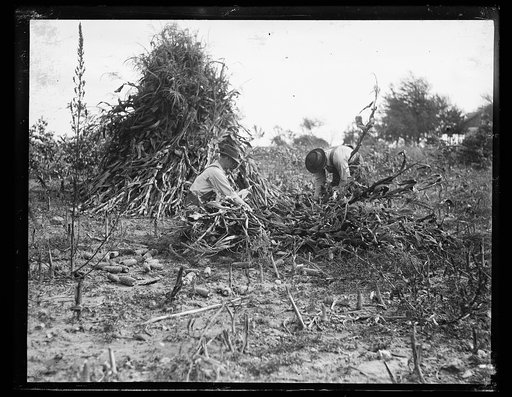Men with corn stalks