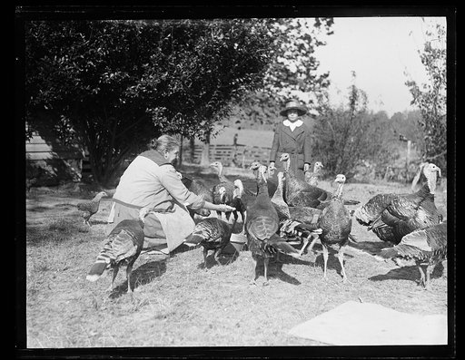 Turkeys