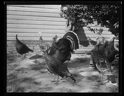 Turkeys
