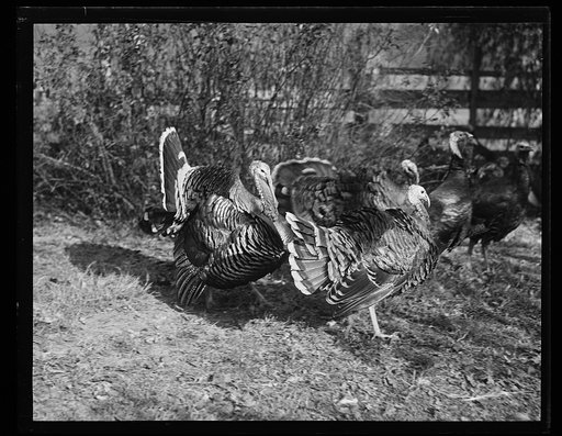 Turkeys