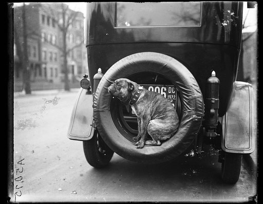 Dog on spare tire of automobile, Washington, D.C.