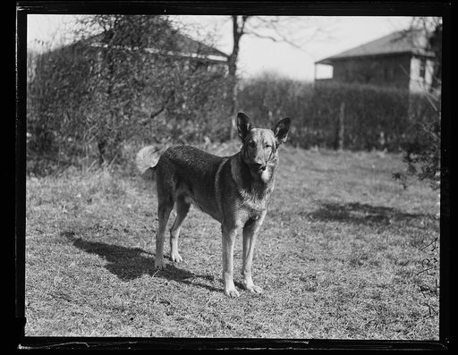 Police dog Buchholz