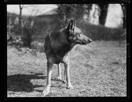 Police dog. Gus Buchholz