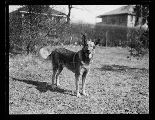 Police dog. Gus Buchholz