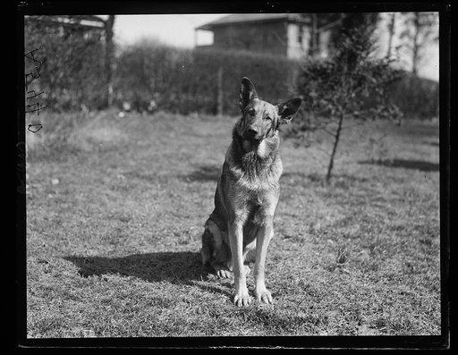 Police dog. Gus Buchholz