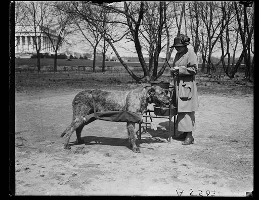 Woman with dog; Lincoln memorial in background