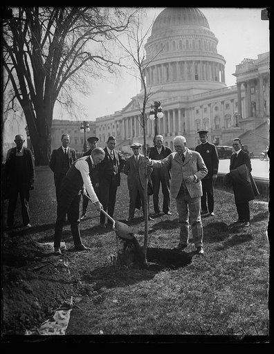 Planting tree at U.S. Capitol, Washington, D.C.