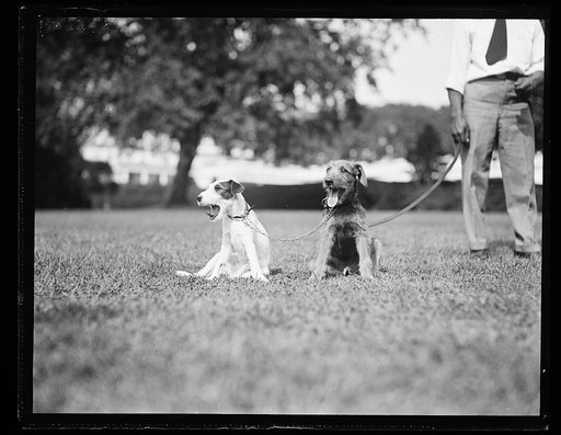 Puppies at White House, Washington, D.C.