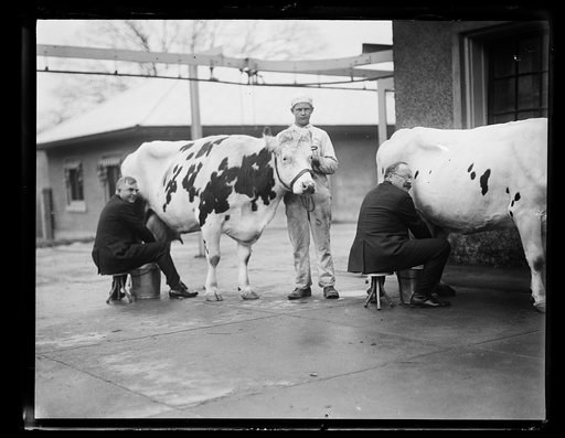 Henry C. Wallace, left, milking cow