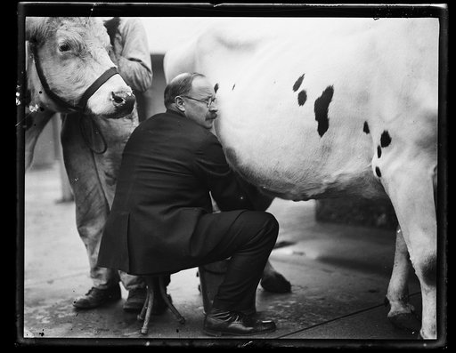 Magnus Johnson milking cow