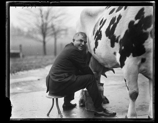 Henry C. Wallace milking cow