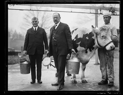 Henry C. Wallace, left and Magnus Johnson with cows