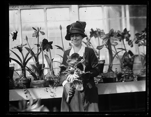The amaryllis show