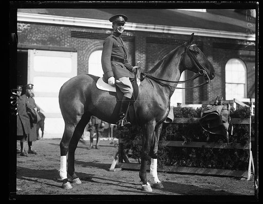 Fort Myer horses