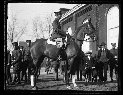 Fort Myer horses