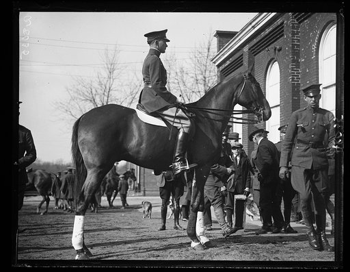 Fort Myer horses