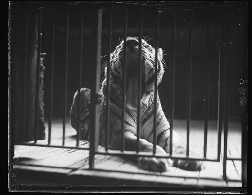 Animals at the zoo