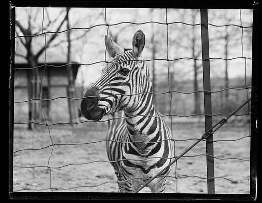 Animals at the zoo