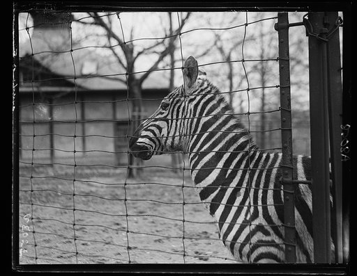 Animals at the zoo