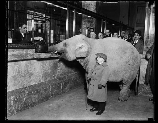 Charlie Becker, midget trainer with Singer's Midgets, walked the smallest elephant of his troupe to Merchant's Bank, and made a deposit for Keith's Theatre. The elephant delivered the money satchel directly to the receiving teller
