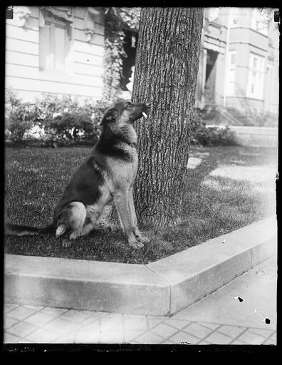 "Alex," prize German police dog and pet of Miss Ailsa Mellon, daughter of Treas. smokes cigarettes n'everything. Alex's father is the $12,000 prize police dog "Wolfe"