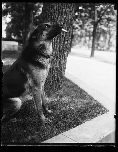 "Alex," prize German police dog and pet of Miss Ailsa Mellon, daughter of Treas. smokes cigarettes n'everything. Alex's father is the $12,000 prize police dog "Wolfe"