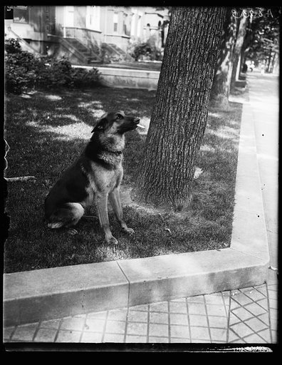 "Alex," prize German police dog and pet of Miss Ailsa Mellon, daughter of Treas. smokes cigarettes n'everything. Alex's father is the $12,000 prize police dog "Wolfe"