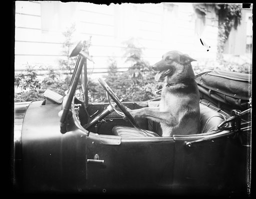 "Alex," prize German police dog and pet of Miss Ailsa Mellon, daughter of Treas. smokes cigarettes n'everything. Alex's father is the $12,000 prize police dog "Wolfe"