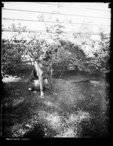 "Alex," prize German police dog and pet of Miss Ailsa Mellon, daughter of Treas. smokes cigarettes n'everything. Alex's father is the $12,000 prize police dog "Wolfe"