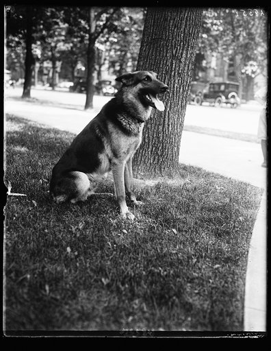 "Alex," prize German police dog and pet of Miss Ailsa Mellon, daughter of Treas. smokes cigarettes n'everything. Alex's father is the $12,000 prize police dog "Wolfe"