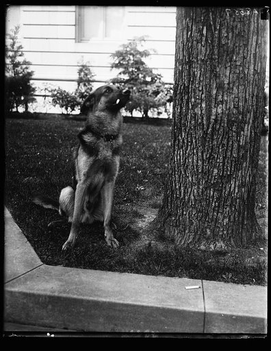 "Alex," prize German police dog and pet of Miss Ailsa Mellon, daughter of Treas. smokes cigarettes n'everything. Alex's father is the $12,000 prize police dog "Wolfe"