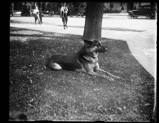 "Alex," prize German police dog and pet of Miss Ailsa Mellon, daughter of Treas. smokes cigarettes n'everything. Alex's father is the $12,000 prize police dog "Wolfe"