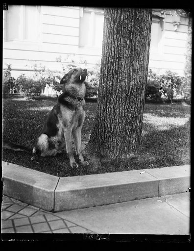 "Alex," prize German police dog and pet of Miss Ailsa Mellon, daughter of Treas. smokes cigarettes n'everything. Alex's father is the $12,000 prize police dog "Wolfe"